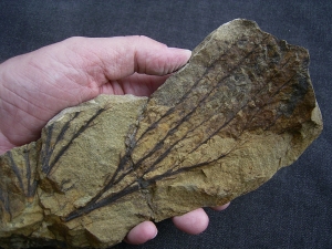Devonian plant Calamophyton