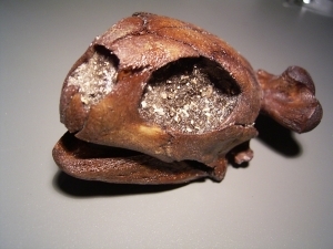 Schildkröten-Schädel