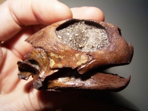 Schildkröten-Schädel