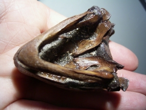 Schildkröten-Schädel