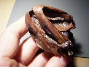 Schildkröten-Schädel