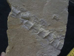 Crocodile tail Metriorhynchus