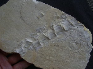 Krokodil Schwanz Metriorhynchus