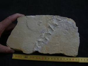 Krokodil Schwanz Metriorhynchus