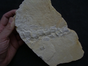 Krokodil Schwanz Metriorhynchus