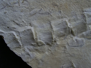 Krokodil Schwanz Metriorhynchus