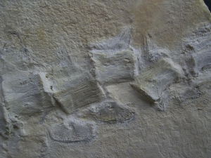 Krokodil Schwanz Metriorhynchus