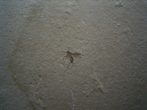 Drei Insekten auf einem Stein