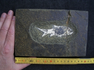 Aeduella, Fischfossil