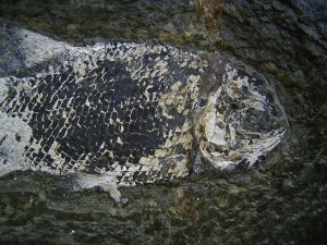 Aeduella, Fischfossil