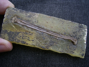 Vogelknochen, Grube Messel