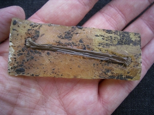 Vogelknochen, Grube Messel