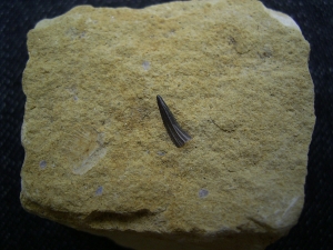 Nothosaurus zahn Farnstädt