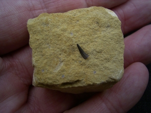 Nothosaur tooth