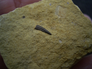 Nothosaur tooth