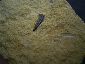 Nothosaur tooth