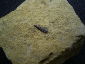 Nothosaur tooth
