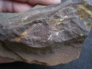 Shark Egg Palaeoxyris