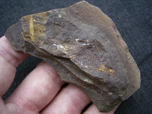 Shark Egg Palaeoxyris