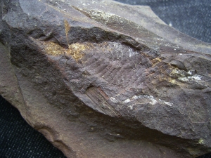 Shark Egg Palaeoxyris