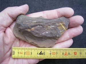 Shark Egg Palaeoxyris