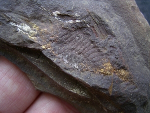 Shark Egg Palaeoxyris