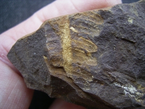 Shark Egg Palaeoxyris