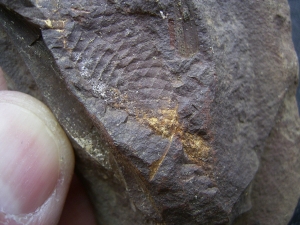 Shark Egg Palaeoxyris