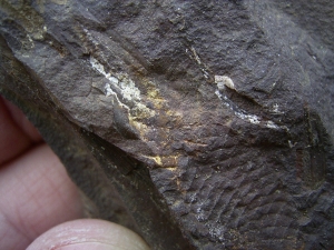 Shark Egg Palaeoxyris