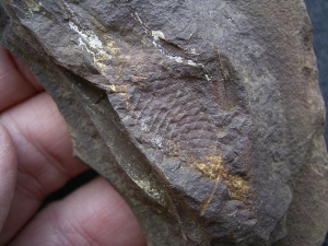 Shark Egg Palaeoxyris