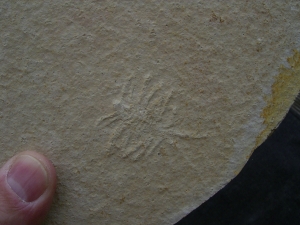 Krebs-Larve Palinurina