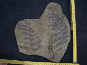 Samenfarn Dicksonites pluckenetii