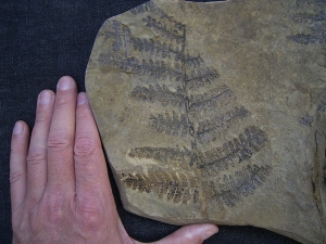 Samenfarn Dicksonites pluckenetii