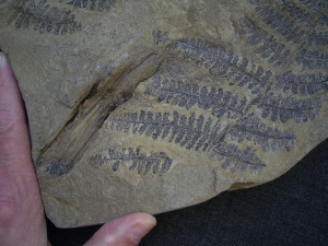 Samenfarn Dicksonites pluckenetii