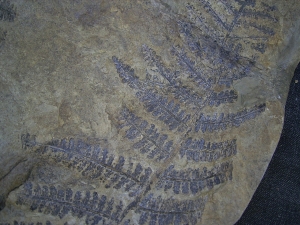 Samenfarn Dicksonites pluckenetii