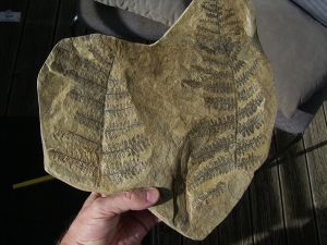 Samenfarn Dicksonites pluckenetii