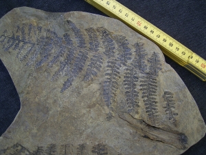 Samenfarn Dicksonites pluckenetii