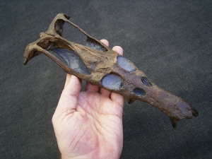 Nothosaurus Schaedel Reproduktion