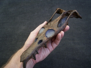 Nothosaurus Schaedel Reproduktion