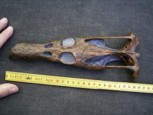 Nothosaurus Schaedel Reproduktion