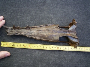 Nothosaurus Schaedel Reproduktion