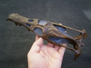 Nothosaurus Schaedel Reproduktion