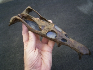 Nothosaurus Schaedel Reproduktion