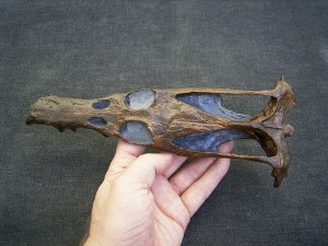 Nothosaurus Schaedel Reproduktion