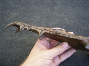 Nothosaurus Schaedel Reproduktion