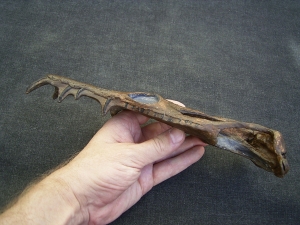 Nothosaurus Schaedel Reproduktion