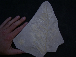 Thinnfeldia, Umkomasia