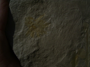 Thinnfeldia, Umkomasia