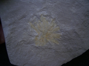 Thinnfeldia, Umkomasia