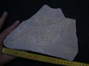 Thinnfeldia, Umkomasia